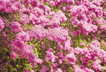 Beautiful fresh purple violet flowers. Close up of purple flowers.