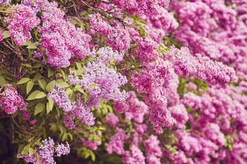 Spring flowers - blooming lilac flowers
