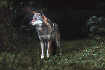 Solitary gray wolf (Canis lupus) in dark forest. North Rhine-Westphalia, Germany