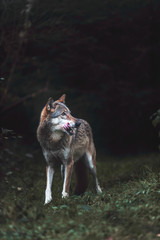 Solitary gray wolf (Canis lupus) in dark forest. North Rhine-Westphalia, Germany