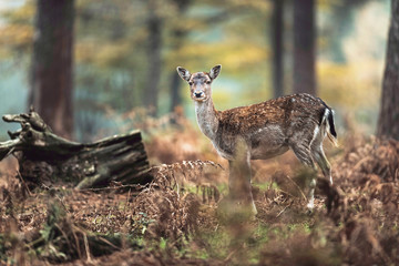 Young fallow deer in autumn ferns in forest. North Rhine-Westphalia, Germany