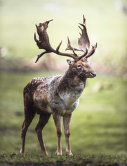 Single fallow deer buck standing in meadow. North Rhine-Westphalia, Germany