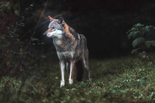 Fototapeta Solitary gray wolf (Canis lupus) in dark forest. North Rhine-Westphalia, Germany