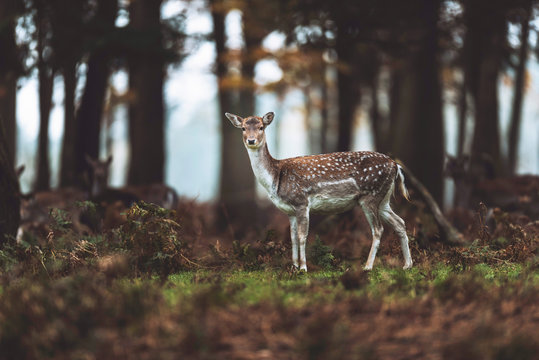 Fallow deer in autumn forest. North Rhine-Westphalia, Germany