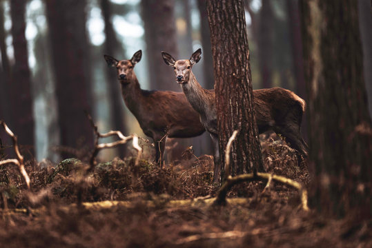 Two red deer hinds in autumn pine forest. North Rhine-Westphalia, Germany