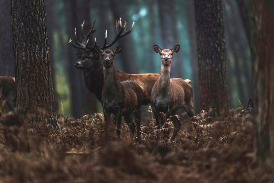 Red deer hind and stag in autumn forest. North Rhine-Westphalia, Germany