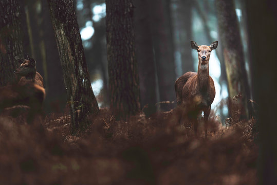 Red deer hind in autumn forest. North Rhine-Westphalia, Germany