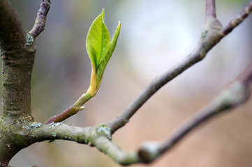 nouvelle feuille au printemps