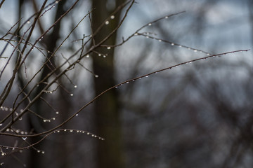 Fototapeta na wymiar Raindrops on the tree in cold winter early morning