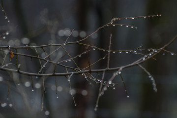 Raindrops on the tree in cold winter early morning
