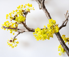yellow Cornelian cherry, European cornel or dogwood - bloomig tree in the spring garden