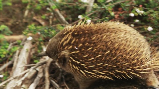close up of an echidna foraging at cape pillar on the three capes track in tasmania, australia