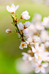 blooming white tree in spring - springtime garden or orchard of fruity trees
