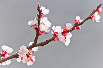 blooming white cherry tree in spring