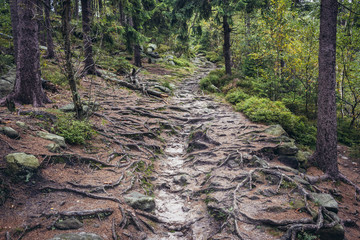 Forest path covered with tree roots on Mount Naroznik in Table Mountains, Sudetes in Poland