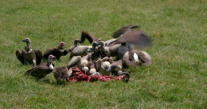 Lappet-Faced & Ruppell'S Vultures At Kill