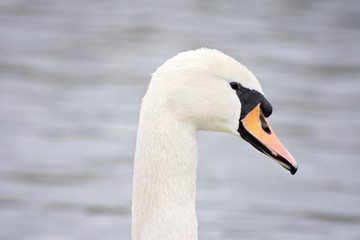 Obraz premium Swans in the water