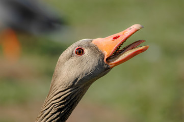 Graugans (Anser anser)