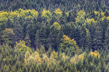 Forests around Szczeliniec Wielki massif in Table Mountains National Park, Sudetes in Poland