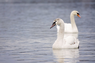 Swans in the water