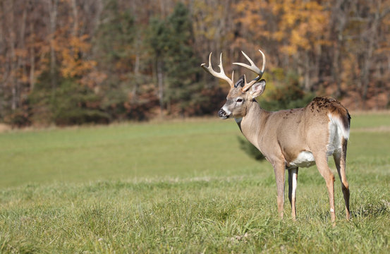 gros chevreuil en automne