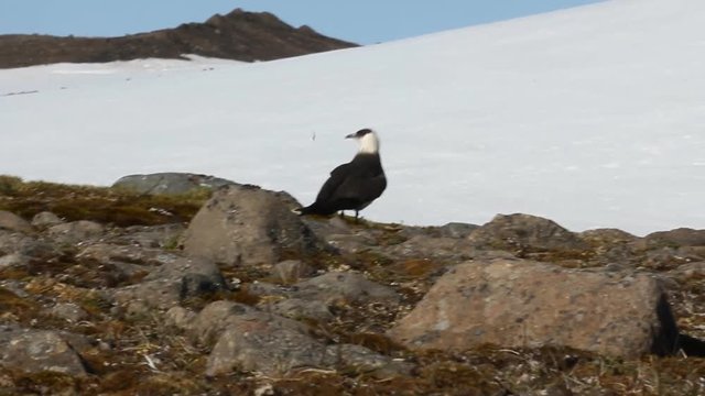 Arctic skua is real predator, pair

