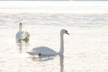 Swans in the water