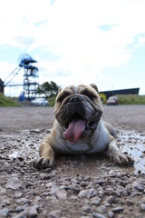 Obraz premium English Bulldog with Mine in Background
