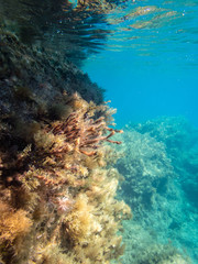 Steep sea shore with brown algae bushes