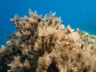 Fototapeta na wymiar Brown algae bush in Mediterranean sea