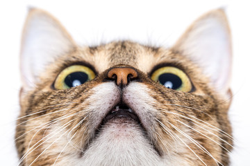 Tabby cat looking up