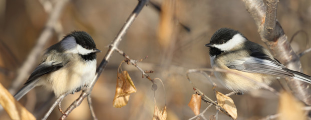 mésange en automne