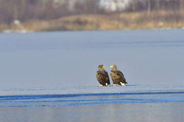 Seeadler im Winter auf einem See