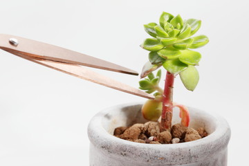 多肉植物 鉢