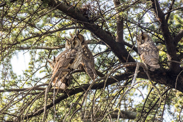 Fototapeta na wymiar Long eared owls on the tree