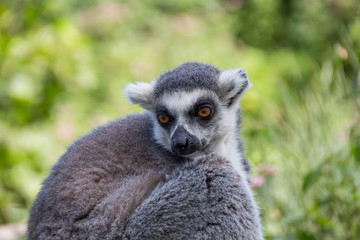 Lemur ready to take a nap in the shadow