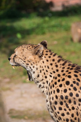 Cheetah yawning on a warm evening