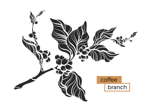 Coffee branch with leaves and beans.