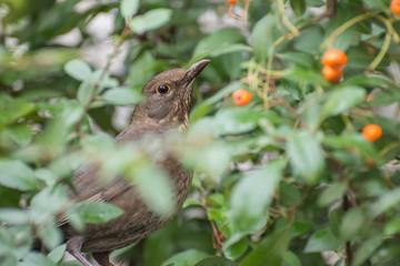 Common black bird in the bush