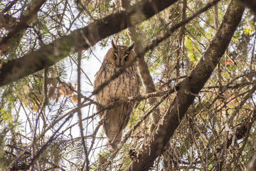Long eared owl on the tree