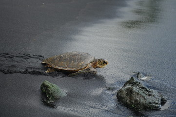 Fototapeta premium a huge sea turtle on the beach of the beach of black sand, washed by waves of the Pacific Ocean in Hawaii