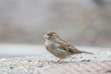 Sparrow bird in the bush