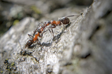 Two ants fight, kiss on a tree in a daylight