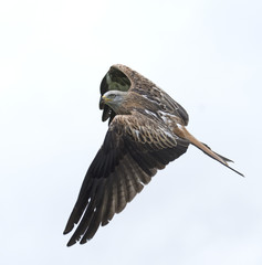 Red Kite Milvus milvus in flight