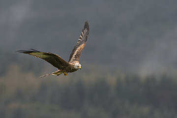 Red Kite Milvus milvus in flight