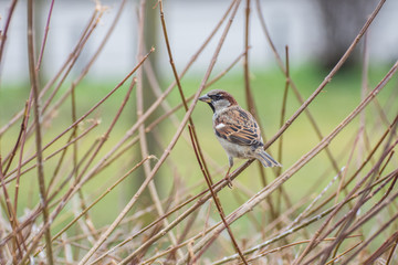 Sparrow bird in the bush