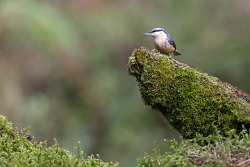 Nuthatch (Sitta europaea) perched on mossy tree stump