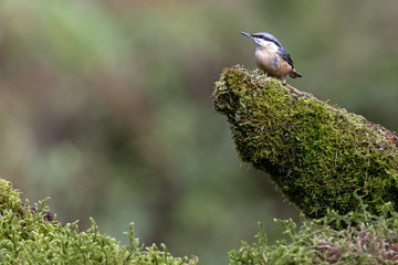 Nuthatch (Sitta europaea) perched on mossy tree stump