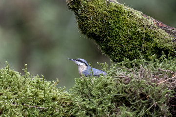 Nuthatch (Sitta europaea) perched on mossy tree stump