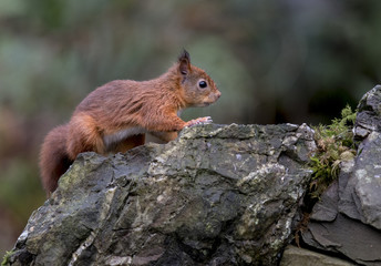Red Squirrel (Sciurus vulgaris) on rocks